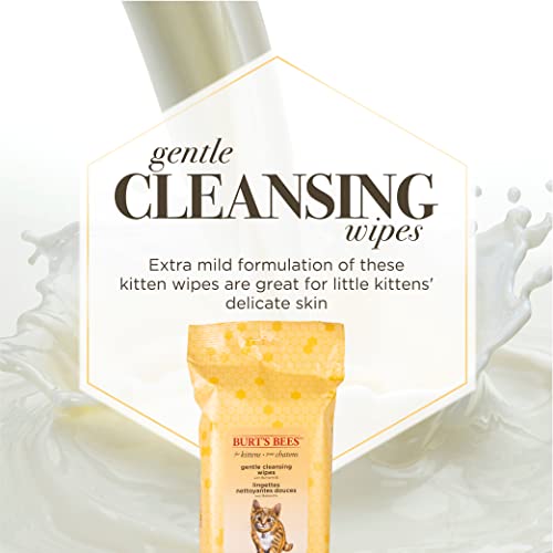 Burt's Bees for Pets Kitten Grooming Wipes with Buttermilk and Honey, Waterless Cat Bath Wipes for Face, Paws, Tail and Coat Cleaning, Gentle Bath Alternative for Indoor Felines, 50 Count