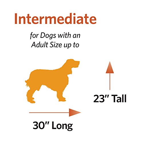MidWest Homes for Pets Intermediate LifeStages Double Door 36-Inch Folding Dog Crate, Enhanced Security, Includes Leak-Proof Pan, Divider Panel, Handle, Rubber Feet