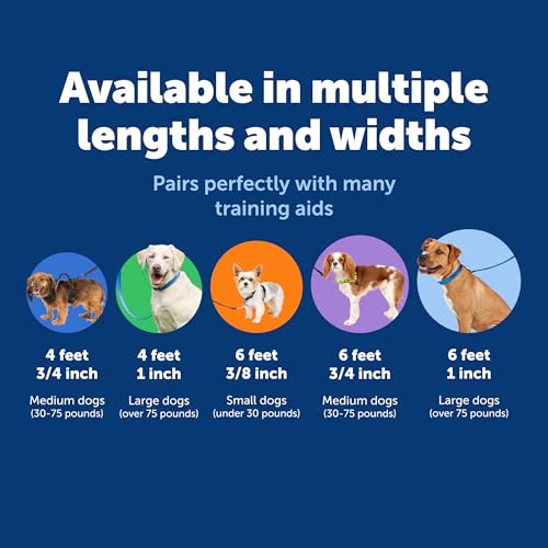 PetSafe Nylon Dog Leash Strong, Durable, Traditional Style Lead with Easy to Use Bolt Snap for Small, Medium and Large Dogs 3/8" x 6', Black