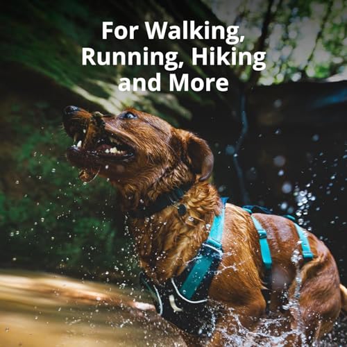 Ruffwear, Flagline Dog Harness, Lightweight and Reflective, No Pull Dog Lift Harness for Hiking, Running and Everyday Use, Basalt Gray, Large/X-Large