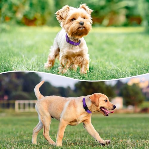PenSeepet Reflective Dog Collar Padded with Soft Neoprene Breathable Quick Release Basic Dog Collars for Medium Dogs Purple Girl