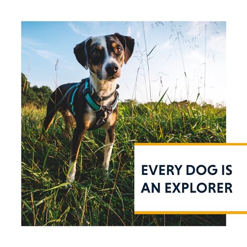 Ruffwear, Hi & Light, Everyday Lightweight Dog Harness, Trail Running, Walking, Hiking, All-Day Wear, Basalt Gray, Small
