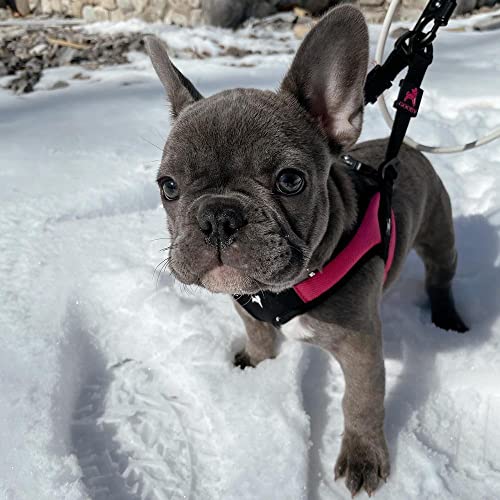 Gooby Escape Free Easy Fit Harness - Hot Pink, Medium - No Pull Step-in Patented Small Dog Harness with Quick Release Buckle - Perfect On The Go No Pull Harness for Small Dogs or Medium Dog Harness