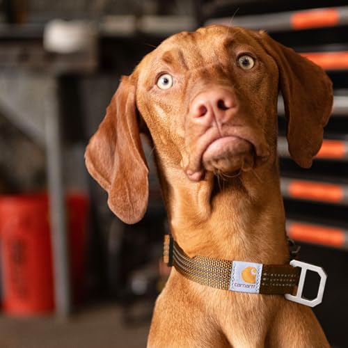 Carhartt Nylon Webbing Dog Collar, Fully Adjustable W/Durable Side Release Buckle and Reflective Stitching, Shaded Spruce, Medium