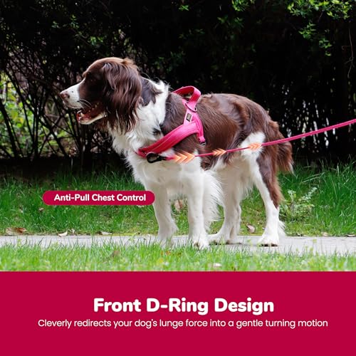 Didog No Pull Dog Harness with Breathable Mesh Padded,Reflective & Quick Fit Light Weight Dog Strap Vest Harness,Easy for Walking Training (M:Chest 21-26", Mesh-Hot Pink)