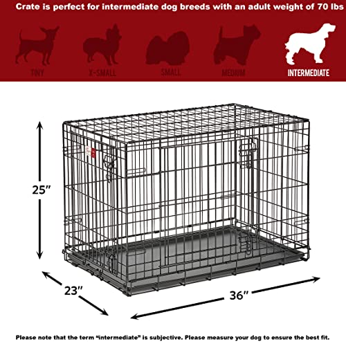 MidWest Homes for Pets Intermediate LifeStages Double Door 36-Inch Folding Dog Crate, Enhanced Security, Includes Leak-Proof Pan, Divider Panel, Handle, Rubber Feet