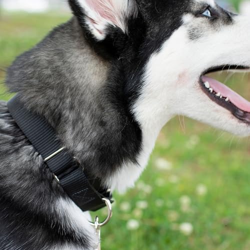 Country Brook Petz - Martingale Dog Collar - Heavy-Duty Training Collar with No Buckle - Service Dog Collar for All Pups - 20 Vibrant Colors (Black, 1 Inch, Medium)