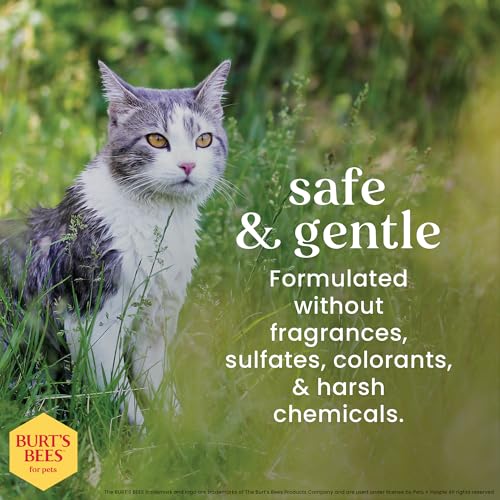 Burt's Bees for Pets Hypoallergenic Cat Shampoo with Shea Butter and Honey, Gentle Formula for Indoor Cats with Dry or Sensitive Skin, pH Balanced, Fragrance-Free, 10 Fl Oz