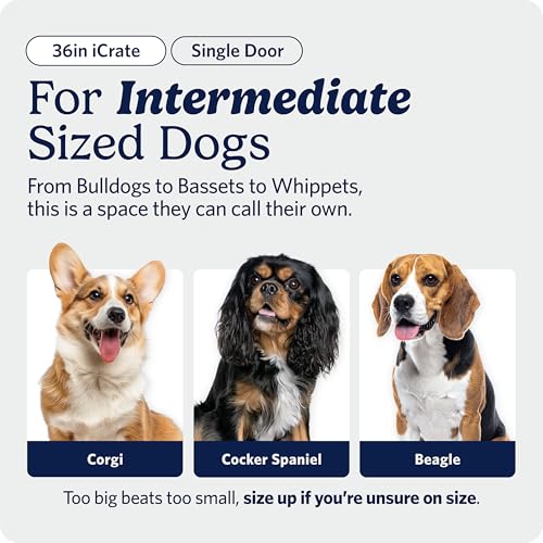 MidWest Homes for Pets 36-Inch iCrate for Medium-Large Breeds, 41-70 lbs, Single Door Folding Dog Crate with Divider Panel, Leak-Proof Tray & Secure Latches, Portable, Durable & Easy to Assemble
