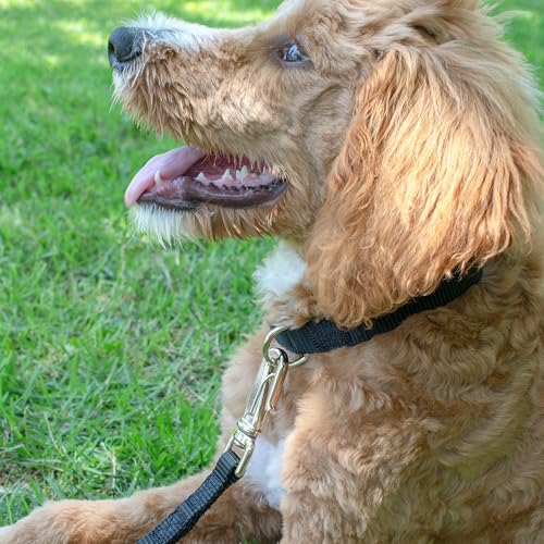 Country Brook Petz - Martingale Dog Collar - Heavy-Duty Training Collar with No Buckle - Service Dog Collar for All Pups - 20 Vibrant Colors (Black, 1 Inch, Medium)