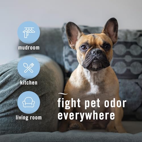 Febreze Air Mist Air Freshener Spray, Odor-Fighting Room Spray, Air Fresheners for Home and Bathroom and Kitchen, Aerosol Can, HD Pet Odor Fighter Scent, 8.8oz (Pack of 3)