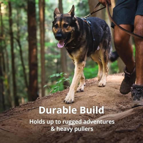 Ruffwear, Front Range Dog Harness, Reflective Soft Padded Everyday Harness with Dual Leash Clips, Adjustable and Lightweight Fit for Training or Walking for All Dogs, Red Canyon, Medium