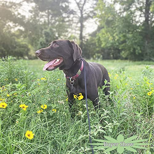 MayPaw Slip Lead Control Leash for Dogs No Pull, 13+ Colors Classic Dog Lead 7 FT Pet Slip Leash, 1/4” Rope Leashes for Small Medium Animals (7ft*1/4", Black)