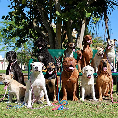 Mendota Pet Slip Leash - Dog Lead and Collar Combo - Made in The USA - for Large Breeds - Black, 1/2 in x 6 ft